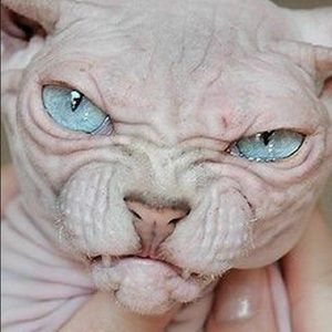 Meet your Posher, Stefani